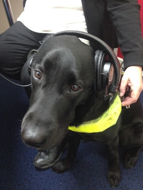 Guide dog Bella wearing headphones in the Vision Australia Radio Adelaide studios